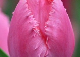 Tulipa Cacharel ® (4)